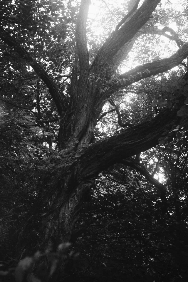 Image description